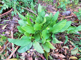 Λάπατο-Rumex+sp.